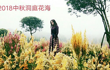 常德洞庭玫瑰花海第 18 张图片