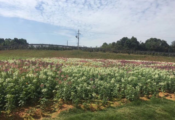 洋沙湖花海营地第 38 张图片