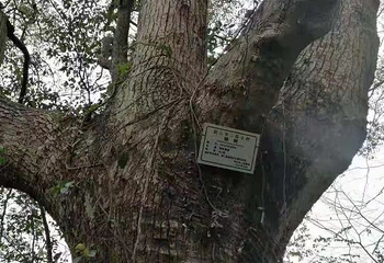 芙蓉谷第 31 张图片