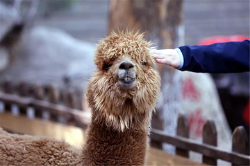 九顶塔中华民族欢乐园第 16 张图片