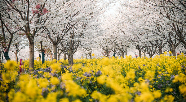 古柏渡飞黄旅游区
