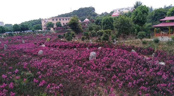 花海石林风景区
