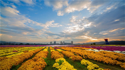 临湘市菊花博览园第 12 张图片