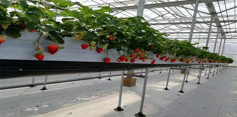 德芳有机农场第 13 张图片