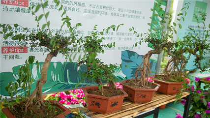 花田厝鲜花艺术小镇第 55 张图片