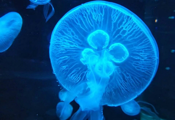 聊城海底世界第 29 张图片