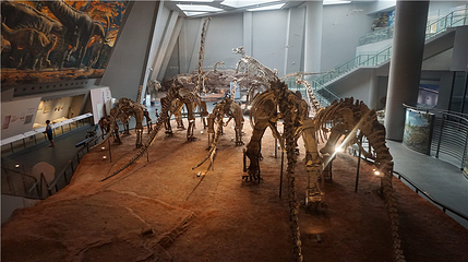 重庆自然博物馆第 15 张图片