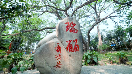 芒令独树成林第 19 张图片