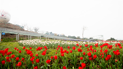 清溪谷旅游区-花田酒地景区第 80 张图片