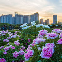 隋唐城遗址植物园