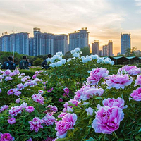 隋唐城遗址植物园