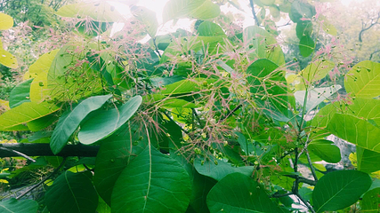 宁波植物园第 74 张图片