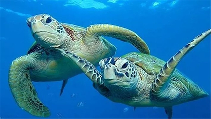 南通海底世界第 11 张图片