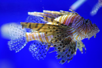 Sea Life COEX水族馆第 39 张图片