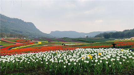清溪谷旅游区-花田酒地景区第 72 张图片