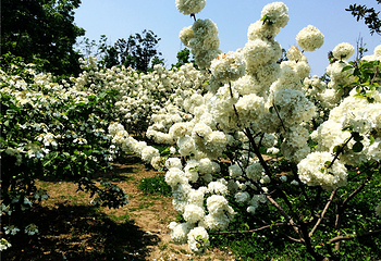 苏州阳澄湖半岛旅游度假区第 47 张图片
