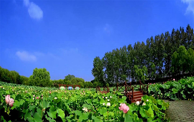 泗洪洪泽湖湿地景区第 71 张图片