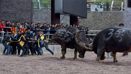 三江斗牛场-《牛战三江》第 9 张图片