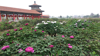 曹州百花园第 8 张图片