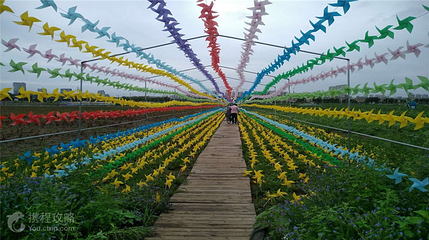 万亩花海第 5 张图片
