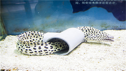 新乡人民公园海洋馆第 8 张图片