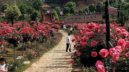 武汉市花海石林风景区第 5 张图片