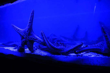 海错馆第 20 张图片