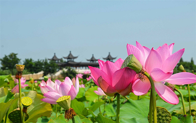泗洪洪泽湖湿地景区第 82 张图片