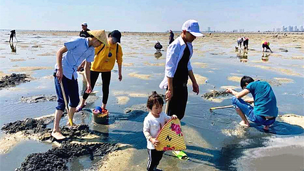 红树林拾贝赶海第 4 张图片
