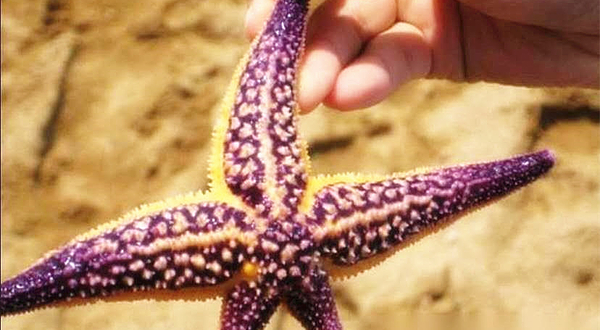 红树林拾贝赶海