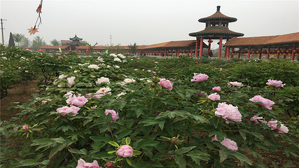 曹州百花园第 14 张图片