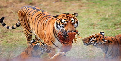 龙岩梅花山虎园