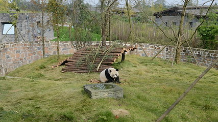 都江堰中华大熊猫苑(原熊猫乐园)第 25 张图片