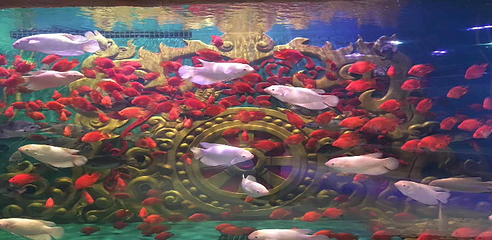 湄公河水底世界第 25 张图片