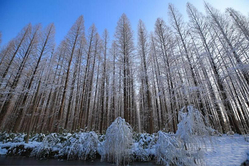 宝应湖国家湿地公园第 9 张图片