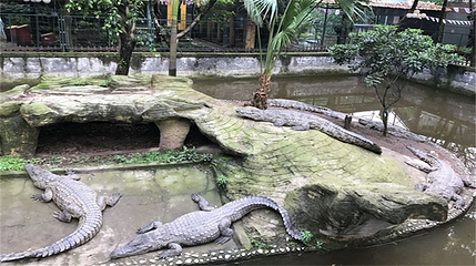 重庆鳄鱼养殖中心第 1 张图片