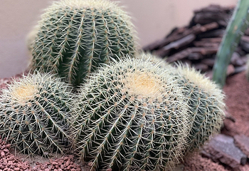 正佳雨林生态植物园第 114 张图片