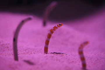三亚亚特兰蒂斯失落的空间水族馆第 114 张图片