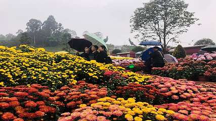 都江堰·玫瑰花溪谷第 46 张图片