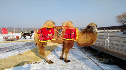 东陵荷花湖冰雪大世界第 3 张图片