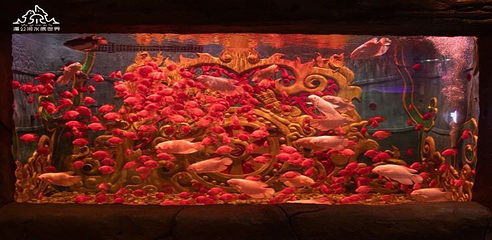 湄公河水底世界第 12 张图片