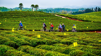 万亩茶园·茶园里梦想小镇第 5 张图片