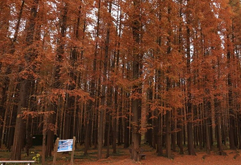 宝应湖国家湿地公园第 20 张图片