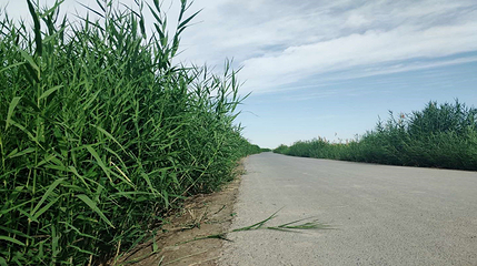 丝绸之路莎车国家湿地公园第 21 张图片