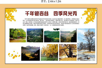 千年银杏谷文化旅游区第 33 张图片