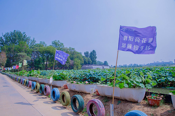 襄阳荷花湖第 9 张图片