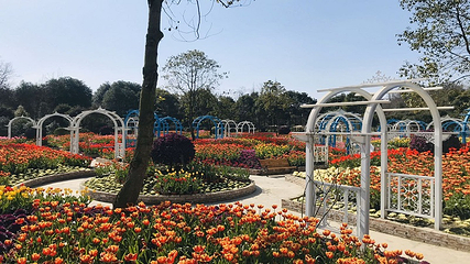 都江堰·玫瑰花溪谷第 24 张图片
