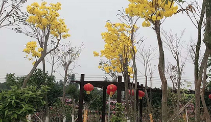 湛江阳光玫瑰葡萄庄园第 20 张图片