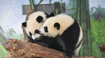 熊猫乐园