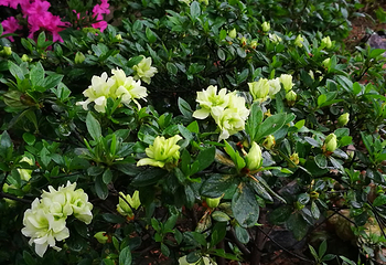 宁波植物园第 63 张图片
